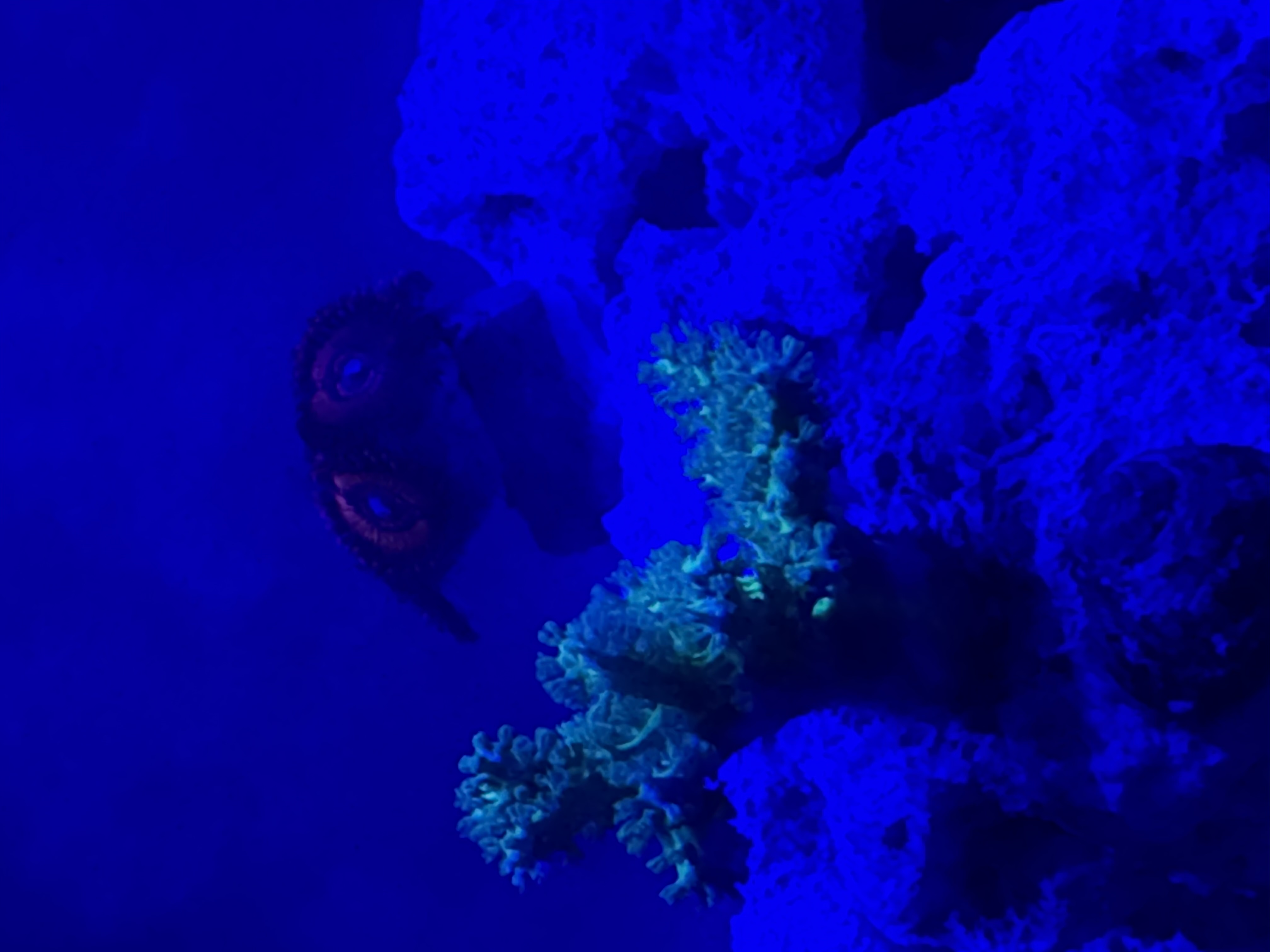 IMG_1515.jpeg
